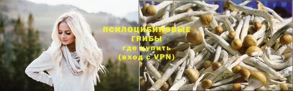 гашик Алексин